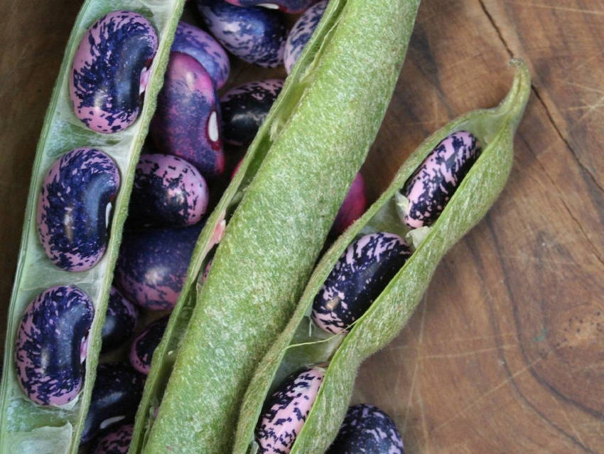 Runner Beans 3